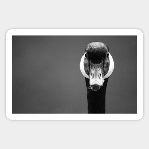 Canada Goose ~ Portrait After Preening Sticker by LaurieMinor